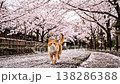 A cat slowly strolling through a row of cherry trees in full bloom. 138286388