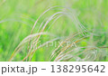 Green grass sways in the wind.  Nature background. Slow motion. 138295642