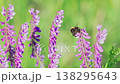 Close-up of purple wild flowers.  A bumblebee collects nectar on a flower. Slow motion. 138295643