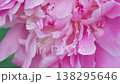 Close-up of pink peony flowers.  Soft focus. Slow motion 138295646