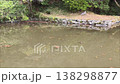 ため池に浮かぶ亀たち 138298877