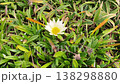 花壇にただ一つ咲く一凛のガザニア 138298880