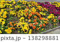 徳島県の花壇に咲くカラフルなパンジー 138298881