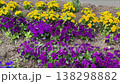 道路沿いの花壇に咲くパンジー 138298882