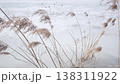 winter dry grasses 138311922