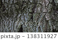 old tree bark 138311927