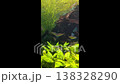 Freshwater aquarium with lush green plants, small tropical fish swimming among foliage, aquascape scene, indoor tank care, balanced aquatic environment 138328290
