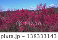 Red plum blossoms in Roukaku Plum Garden 138333143