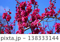Red plum blossoms in Roukaku Plum Garden 138333144