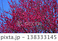 Red plum blossoms in Roukaku Plum Garden 138333145