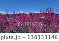 Red plum blossoms in Roukaku Plum Garden 138333146