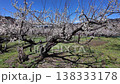 White plum blossoms in Roukaku Plum Garden 138333178