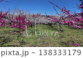 White plum blossoms in Roukaku Plum Garden 138333179