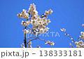 White plum blossoms in Roukaku Plum Garden 138333181