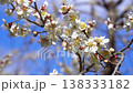 White plum blossoms in Roukaku Plum Garden 138333182