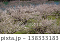 White plum blossoms in Roukaku Plum Garden 138333183