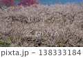 White plum blossoms in Roukaku Plum Garden 138333184