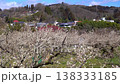 White plum blossoms in Roukaku Plum Garden 138333185