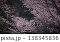 Cinematic slow-motion footage of cherry blossoms in full bloom and petals fluttering down. 138345836