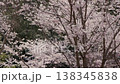 2x slow-motion footage of cherry blossoms in full bloom and falling petals. 138345838