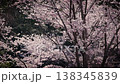 Slow-motion footage of cherry blossoms in full bloom with petals fluttering down. 138345839
