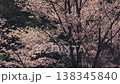 Cinematic slow-motion footage of cherry blossoms in full bloom and falling petals. 138345840