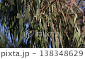 Fresh Eucalyptus Branches for Natural Cosmetics and Aromatherapy Concepts 138348629