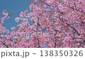 Bright pink sakura blossoms against a clear blue spring sky. Small birds perch among blooming cherry branches. Sunlight petals vibrant colors. Fresh floral blossom. Natural spring landscape in Japan 138350326