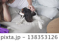 Cavalier King Charles Spaniel relaxing on a sofa while being gently petted by a woman at home. Cozy 138353126