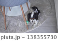 Cavalier King Charles Spaniel sitting under a table on a soft rug next to a ball, looking around 138355730