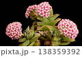 Succulent Blossoms. Opening Beautiful Succulent Flowers on Black Background. Time Lapse. 4K. 138359392