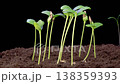 Beautiful Time Lapse of Growth Melon Plants Against a Black Background. 4K. 138359393