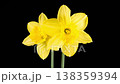 Narcissus Blossoms. Beautiful Timelapse of Two Yellow Narcissus Flowers Blooming on Black Background. 4K. 138359394
