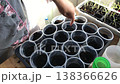 a woman is engaged in growing seedlings. in front of her are plastic cups with soil. the woman makes holes in the soil with her finger. for pricking out seedlings. 138366626