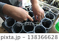 a woman is engaged in pricking out seedlings. she transplants seedlings from a common container into separate containers. close-up. 138366628