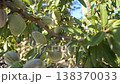 Almonds are hanging on the branch of an almond tree. Nuts grow on the branches. 138370033
