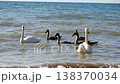 A family of wild swans at sea. Two adult white birds and three black chicks. A family vacation at sea. 138370034