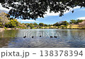 The pond in Suizenji Jojuen Garden, where spring water flows. 138378394