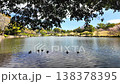 The pond in Suizenji Jojuen Garden, where spring water flows. 138378395