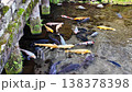 The pond in Suizenji Jojuen Garden, where spring water flows. 138378398