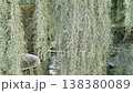 Dense clusters of Spanish moss hanging vertically in a botanical garden. This silvery-gray Tillandsia usneoides creates a textured, natural curtain background for garden design and landscape themes. 138380089