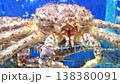 Close-up of a large king crab inside a glass aquarium with water droplets on the surface. Bright blue background. Perfect for seafood market, luxury restaurant, or marine life photography. 138380091