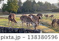 奈良に生息する野生の鹿 138380596