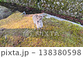 奈良に生息する野生の鹿 138380598