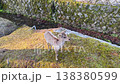 奈良に生息する野生の鹿 138380599