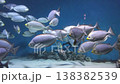 School of exotic marine fish swimming in large aquarium, vibrant colors and oceanic habitat, underwater world, public aquarium care, aquatic species diversity 138382539