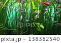 Community of small aquarium fish swimming among tall green aquatic plants, peaceful underwater world, home aquascape maintenance, species care tips 138382540
