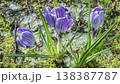 Purple crocus flowers blooming through melting snow time lapse 138387787