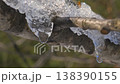 Melting ice drops on branch macro in early spring 138390155