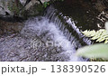 山口縣－潺潺溪流：清澈的溪水在長滿青苔的岩石和蕨類植物的葉子之間流淌。 138390526